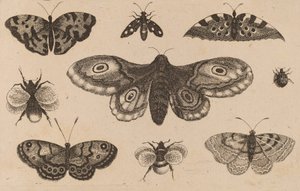 蛾、蝶、そして蜂。 作： Wenceslaus Hollar