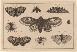 蛾、蝶、蜂 作： Wenceslaus Hollar