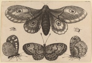 蛾、3 匹の蝶、2 匹のカブトムシ 作： Wenceslaus Hollar