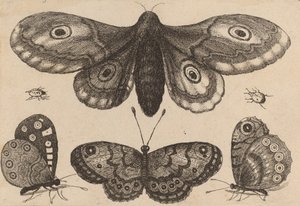 蛾、3匹の蝶、2匹の甲虫、1646年。 作： Wenceslaus Hollar