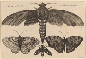 蛾と三匹の蝶 作： Wenceslaus Hollar
