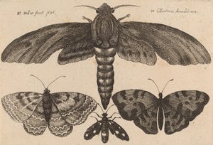 蛾と三匹の蝶 1646年 作： Wenceslaus Hollar