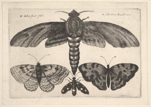 蛾と3匹の蝶、1646年。 作： Wenceslaus Hollar