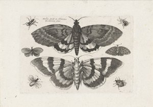 蛾や小さな昆虫 昆虫（連載タイトル） Muscarum Scarabeorum (シリーズタイトル) 作： Wenceslaus Hollar