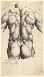 後ろから見た裸の男性の胴体、1645。 作： Wenceslaus Hollar