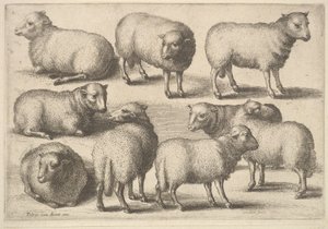 9頭の羊、1646年。 作： Wenceslaus Hollar