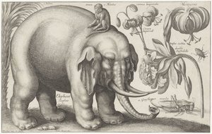 ゾウ、サル、花、昆虫 植物と動物（連載タイトル） Animalium Ferarum (オブジェクトのシリーズ タイトル) 作： Wenceslaus Hollar