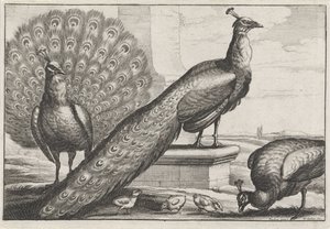 クジャク 多様な鳥類（シリーズタイトル） 別の鳥（シリーズタイトル） 作： Wenceslaus Hollar