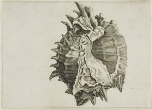 ピンクマウスミューレックス (phyllonotus erythrostomus) 作： Wenceslaus Hollar