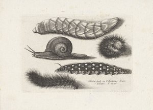 毛虫とカタツムリ 昆虫（連載タイトル） Muscarum Scarabeorum (シリーズタイトル) 作： Wenceslaus Hollar
