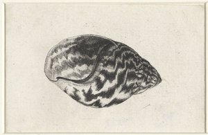 シェル、アチャチナ アチャチナ シェルズ（シリーズタイトル） 作： Wenceslaus Hollar