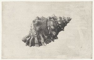 シェル、嚢ルベタ シェルズ（シリーズタイトル） 作： Wenceslaus Hollar