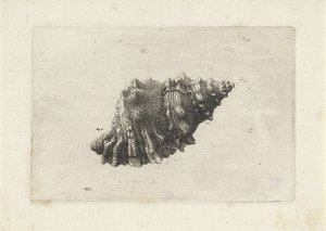 シェルプ、ブルサ・ルベタ シェル（シリーズタイトル） 作： Wenceslaus Hollar