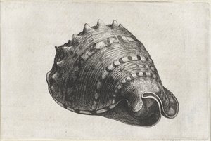 シェル、カシスコルヌータ シェルズ（シリーズタイトル） 作： Wenceslaus Hollar