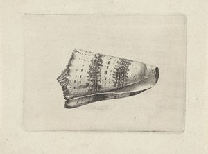 シェル、イモムシ シェルズ（シリーズタイトル） 作： Wenceslaus Hollar
