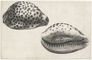 シェル、キプラエア チグリス シェルズ（シリーズタイトル） 作： Wenceslaus Hollar