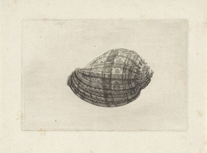 シェル、ハーパメジャー シェルズ（シリーズタイトル） 作： Wenceslaus Hollar