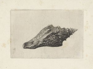 シェル、hemifusus ternananus シェルズ（シリーズタイトル） 作： Wenceslaus Hollar