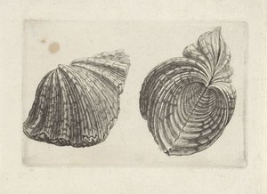 シェル、カバ カバ シェルズ（シリーズタイトル） 作： Wenceslaus Hollar