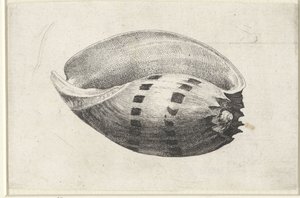シェル、メロアンフォラ シェルズ（シリーズタイトル） 作： Wenceslaus Hollar