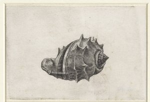 シェル、メロンゲナ シェルズ（シリーズタイトル） 作： Wenceslaus Hollar