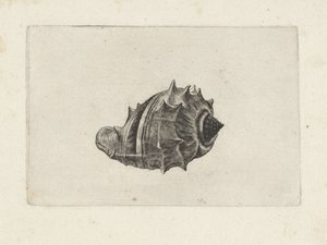 シェル、メロンゲナ シェルズ（シリーズタイトル） 作： Wenceslaus Hollar