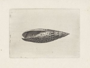 シェル、ミトラパパリス シェルズ（シリーズタイトル） 作： Wenceslaus Hollar