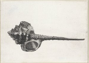 シェル、ミューレックス・ハウステルム シェルズ（シリーズタイトル） 作： Wenceslaus Hollar
