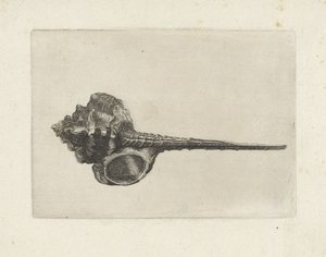 貝殻、ミュレックス・ハウステルム シェルズ（シリーズタイトル） 作： Wenceslaus Hollar