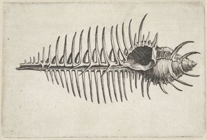 貝殻、ムレックスペクテン シェルズ（シリーズタイトル） 作： Wenceslaus Hollar
