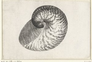 シェル、オウムガイ シェルズ（シリーズタイトル） 作： Wenceslaus Hollar