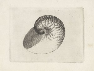 シェル、オウムガイ シェルズ（シリーズタイトル） 作： Wenceslaus Hollar