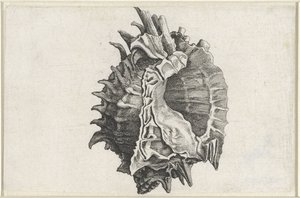 シェル、phyllonotus erythrostomus シェルズ（シリーズタイトル） 作： Wenceslaus Hollar