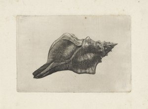 シェル、pleuroploca の台形 シェルズ（シリーズタイトル） 作： Wenceslaus Hollar