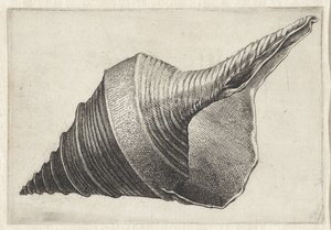 シェル、シリンクス・アルアヌス シェルズ（シリーズタイトル） 作： Wenceslaus Hollar