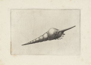 Schhelp、フルート スピンドル melanocheilus シェルペン（シリーズタイトル） 作： Wenceslaus Hollar