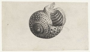 シェル、トンナドリウム シェルズ（シリーズタイトル） 作： Wenceslaus Hollar