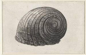 シェル、トンナガレア シェルズ（シリーズタイトル） 作： Wenceslaus Hollar