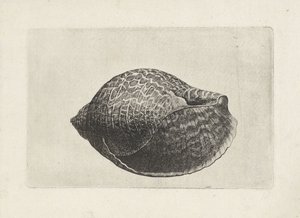 シェル、トンナ・パーディックス シェルズ（シリーズタイトル） 作： Wenceslaus Hollar