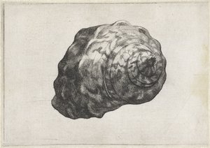 シェル、ターボサルマティクス シェルズ（シリーズタイトル） 作： Wenceslaus Hollar