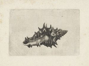 貝殻、花瓶陶器 シェルズ（シリーズタイトル） 作： Wenceslaus Hollar