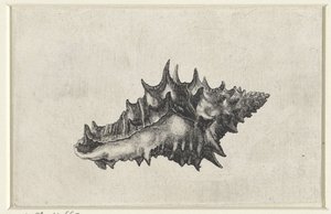 貝殻、花瓶陶器 シェルズ（シリーズタイトル） 作： Wenceslaus Hollar
