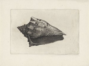 シェル、voluta ebraea シェルズ（シリーズタイトル） 作： Wenceslaus Hollar