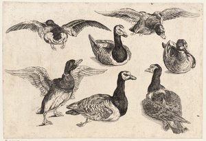 7つのアヒル 作： Wenceslaus Hollar