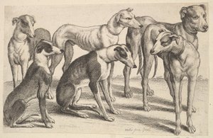 シックスハウンド、1646年。 作： Wenceslaus Hollar