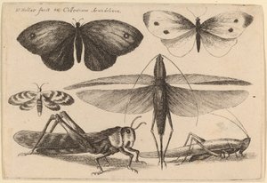 六蟲 作： Wenceslaus Hollar