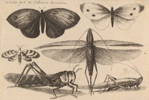 6つの昆虫、1646年 作： Wenceslaus Hollar