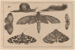 6匹の昆虫、毛虫、カタツムリ 作： Wenceslaus Hollar