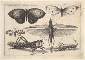 6匹の昆虫、1646年。 作： Wenceslaus Hollar