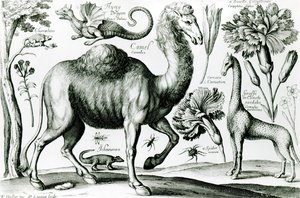D.ログガンが彫刻した動物と花の研究 作： Wenceslaus Hollar